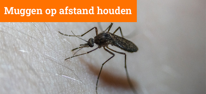 Hoe houd je muggen uit je slaapkamer? 7 tips